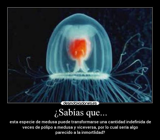 carteles medusas animales desmotivaciones