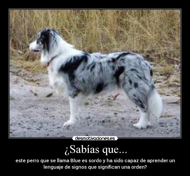 ¿Sabías que... - este perro que se llama Blue es sordo y ha sido capaz de aprender un
lenguaje de signos que significan una orden?