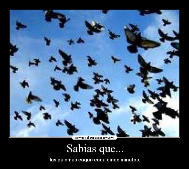 Sabias que... -