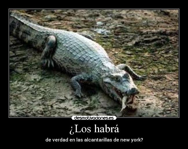 ¿Los habrá - de verdad en las alcantarillas de new york?