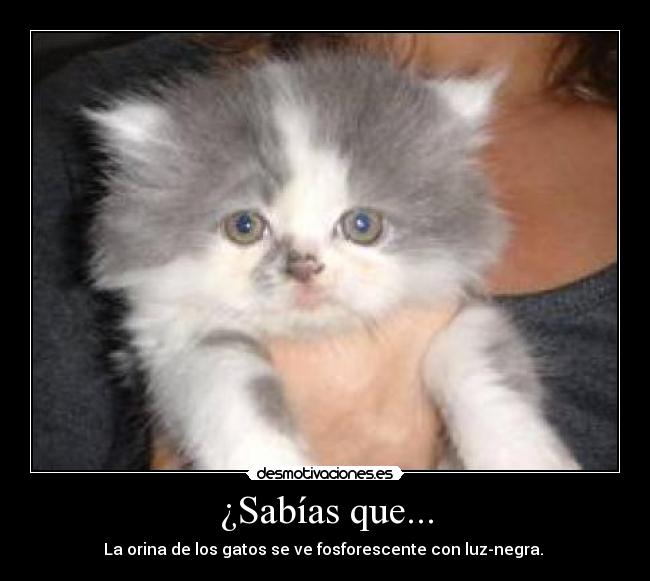 ¿Sabías que... - La orina de los gatos se ve fosforescente con luz-negra. 