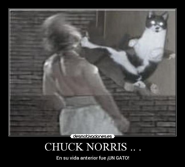 CHUCK NORRIS .. . - En su vida anterior fue ¡UN GATO!