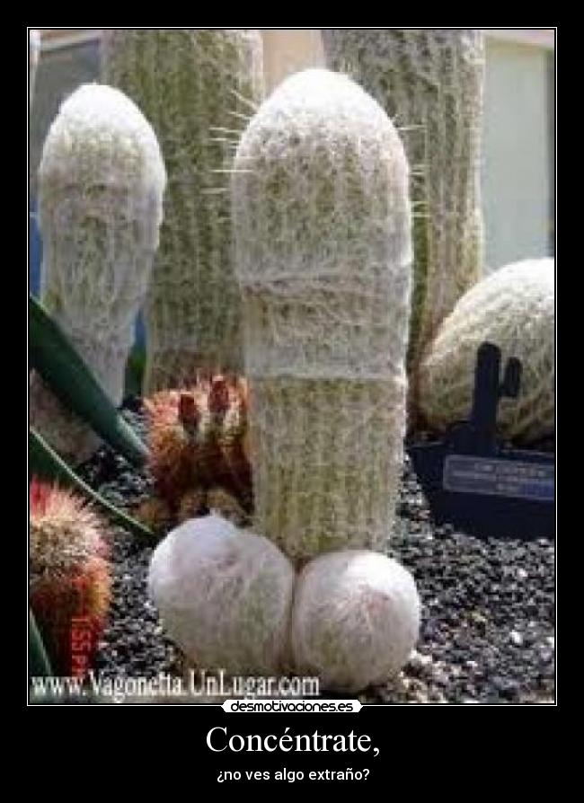 Concéntrate, - ¿no ves algo extraño?