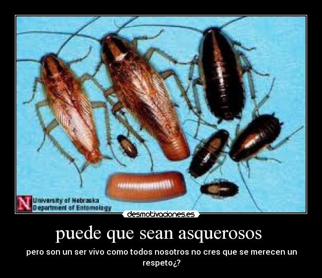 puede que sean asquerosos -