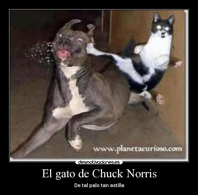 El gato de Chuck Norris - De tal palo tan astilla
