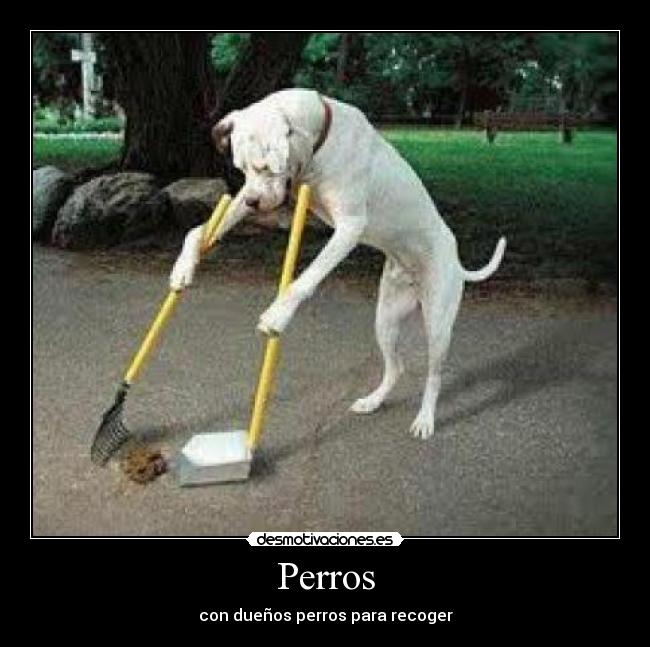 Perros - con dueños perros para recoger