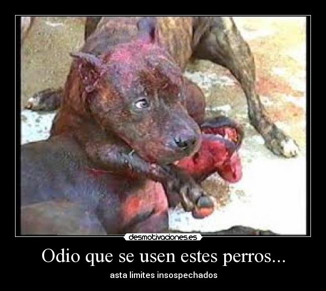 Odio que se usen estes perros... -