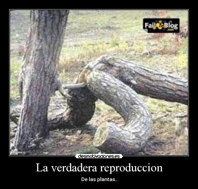 La verdadera reproduccion - 