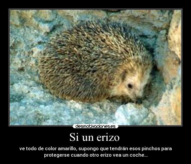 Si un erizo  - 