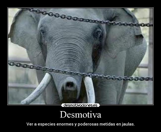 carteles desmotiva ver especies enormes poderosas metidas jaulas desmotivaciones