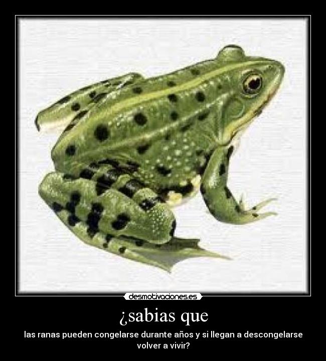 ¿sabias que - las ranas pueden congelarse durante años y si llegan a descongelarse volver a vivir?