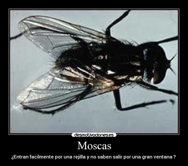 Moscas - ¿Entran facilmente por una rejilla y no saben salir por una gran ventana ? 