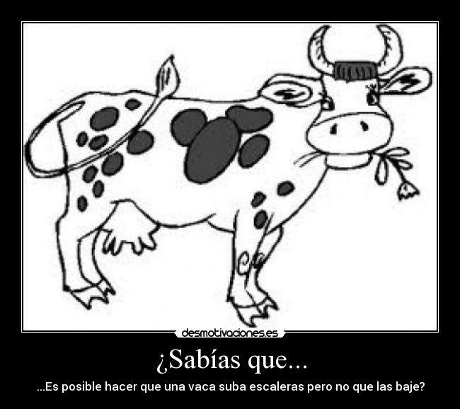 ¿Sabías que... - ...Es posible hacer que una vaca suba escaleras pero no que las baje?