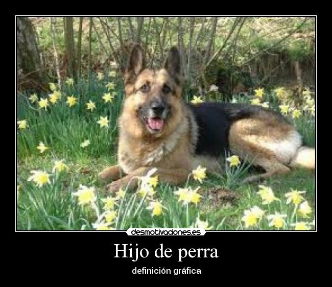 Hijo de perra - 