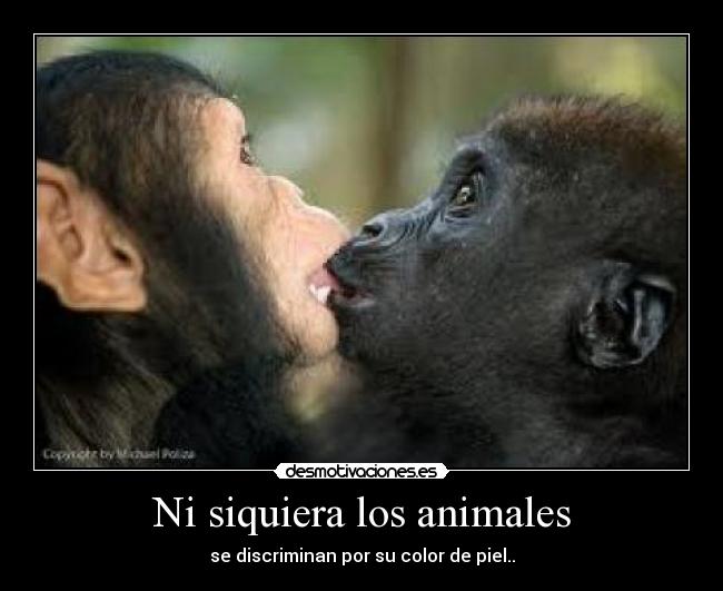 Ni siquiera los animales - se discriminan por su color de piel..