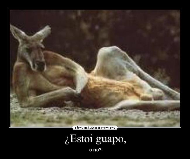 ¿Estoi guapo, - 