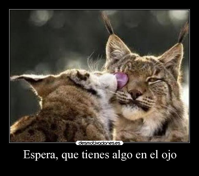 carteles linces desmotivaciones