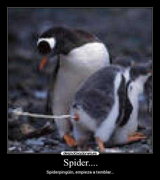 Spider.... -