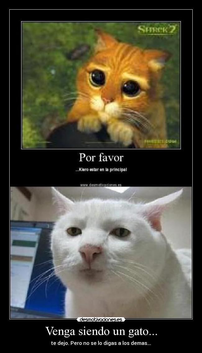 Venga siendo un gato... -