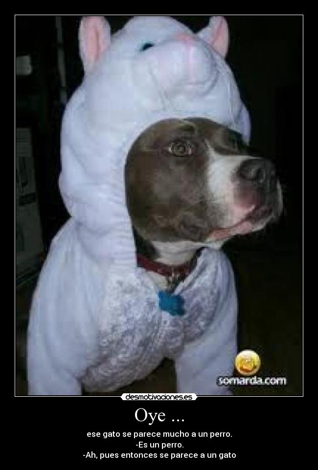 Oye ... - ese gato se parece mucho a un perro.
-Es un perro.
-Ah, pues entonces se parece a un gato