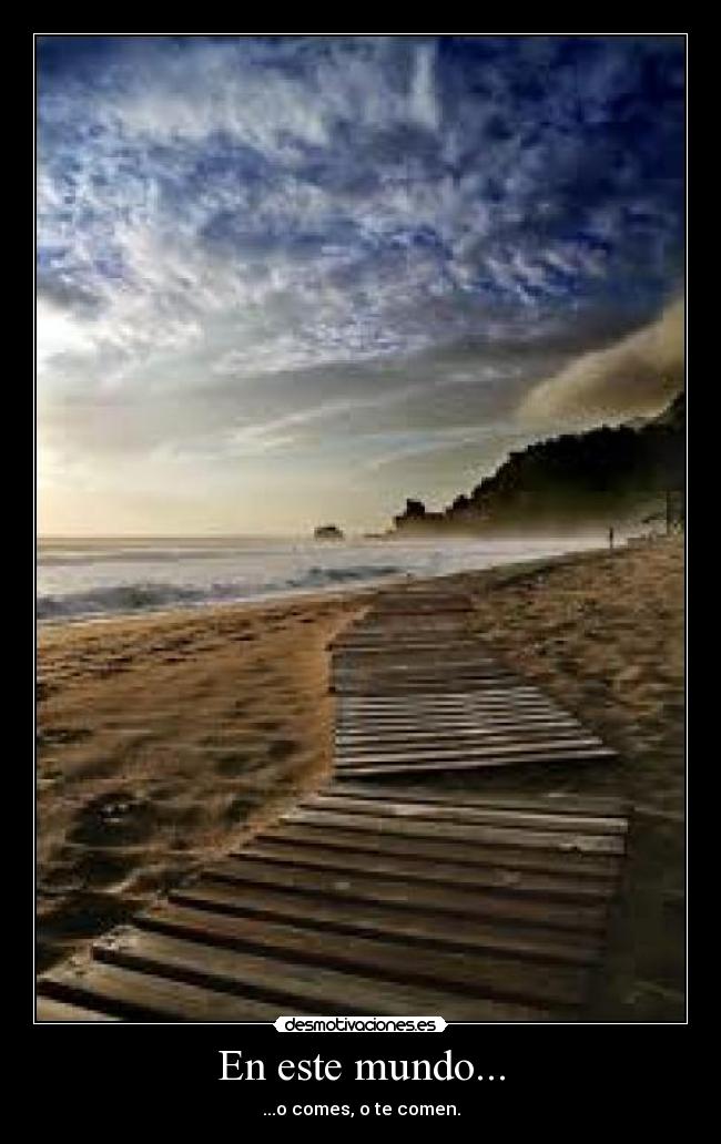 En este mundo... - ...o comes, o te comen.