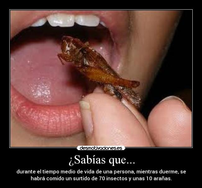 ¿Sabías que... - durante el tiempo medio de vida de una persona, mientras duerme, se
habrá comido un surtido de 70 insectos y unas 10 arañas.