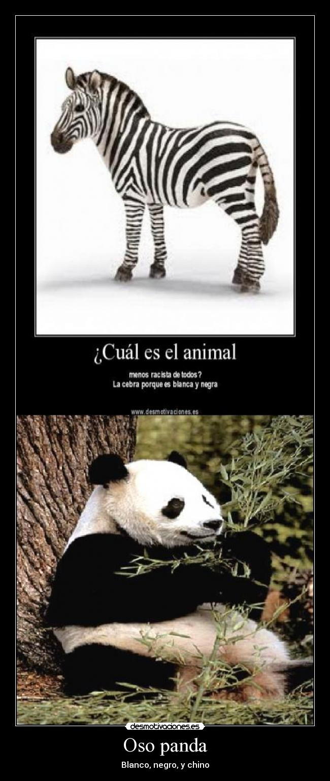 Oso panda - Blanco, negro, y chino