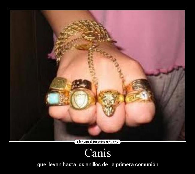 Canis - que llevan hasta los anillos de  la primera comunión