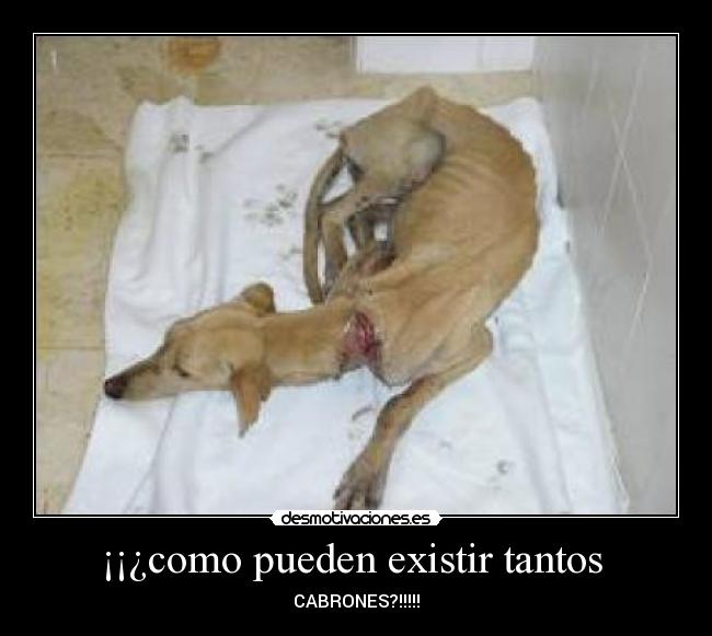 carteles garridodesmotivante deivod samu_samu chema gea snake producciones serfot mevoiacagaryvuelvo desmotivaciones