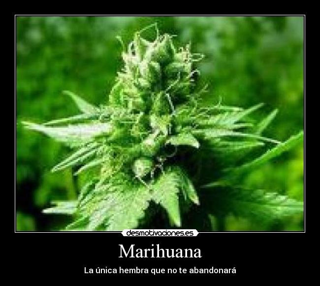 carteles walt_k desmotivaciones