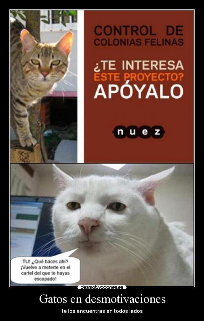 Gatos en desmotivaciones - te los encuentras en todos lados