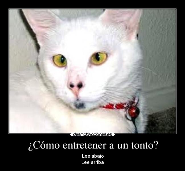 ¿Cómo entretener a un tonto? - Lee abajo
Lee arriba