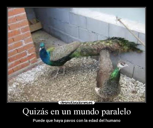 Quizás en un mundo paralelo - Puede que haya pavos con la edad del humano