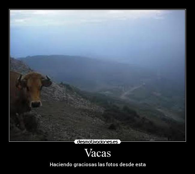 Vacas - Haciendo graciosas las fotos desde esta