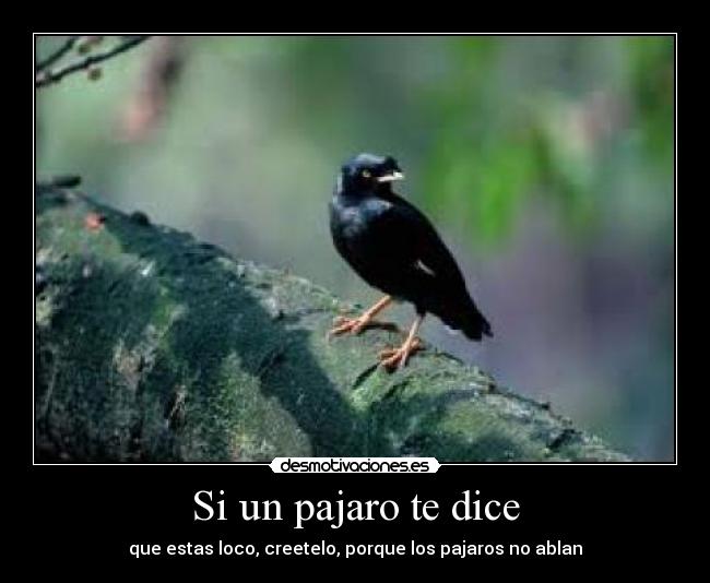 Si un pajaro te dice -