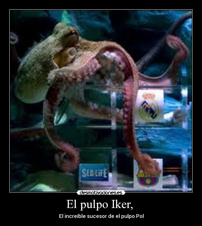 El pulpo Iker, -