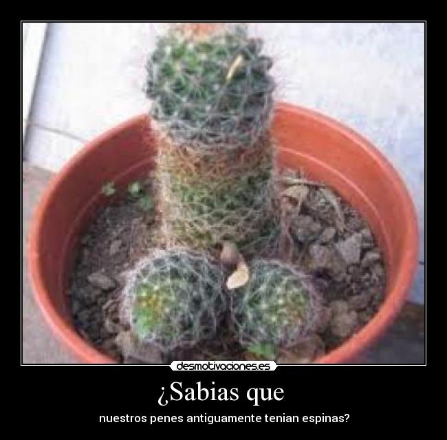¿Sabias que -