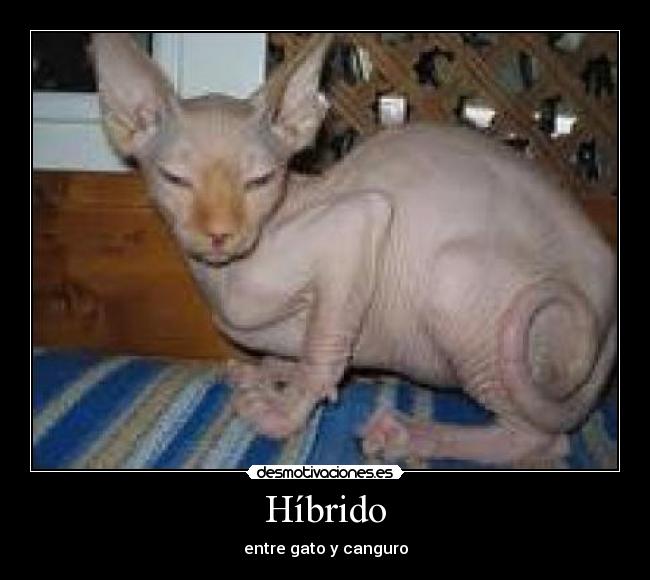 Híbrido -