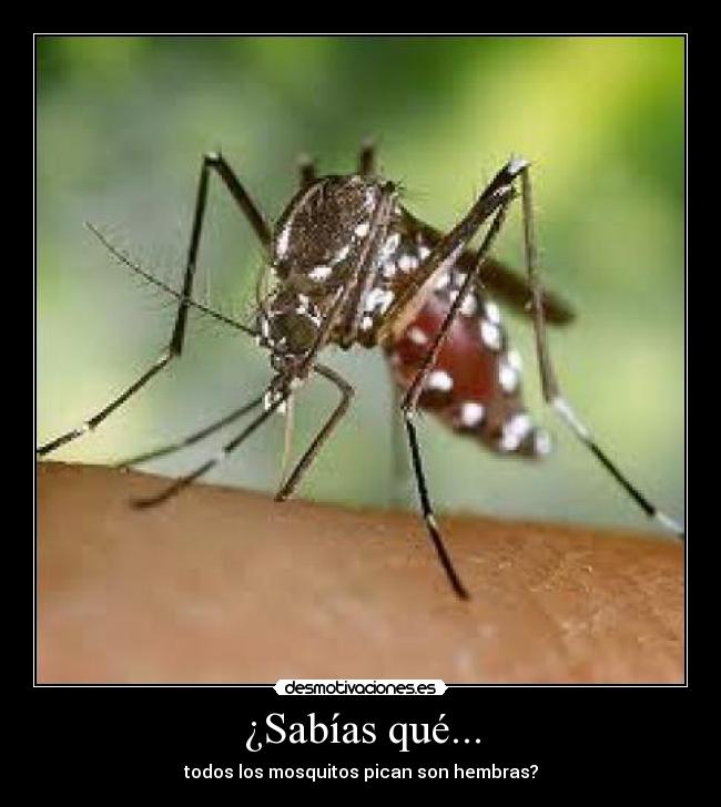 ¿Sabías qué... - todos los mosquitos pican son hembras?
