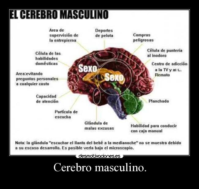 Cerebro masculino. -