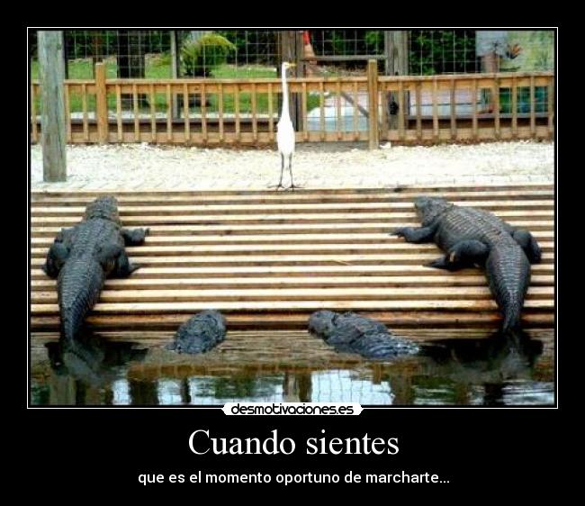 Cuando sientes - 
