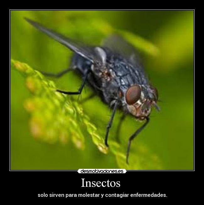 Insectos - solo sirven para molestar y contagiar enfermedades.