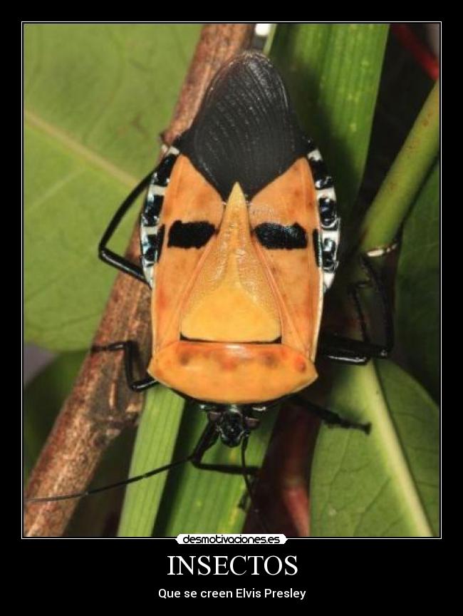 carteles insectos que creen elvis presley desmotivaciones