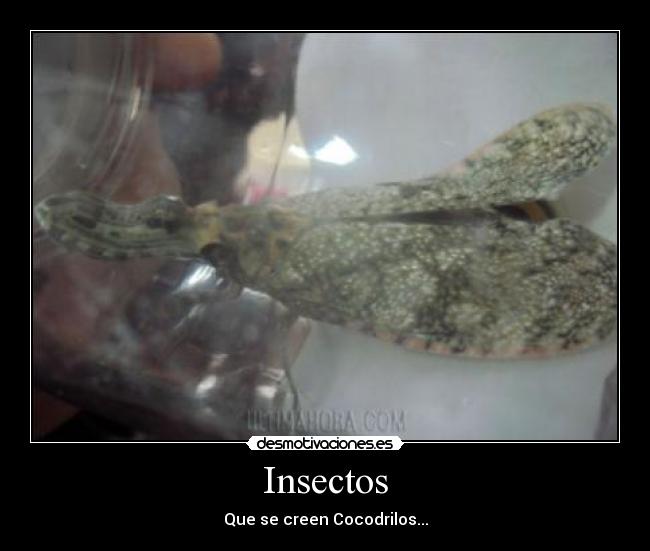 Insectos -