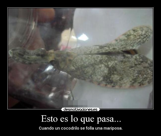 Esto es lo que pasa... -