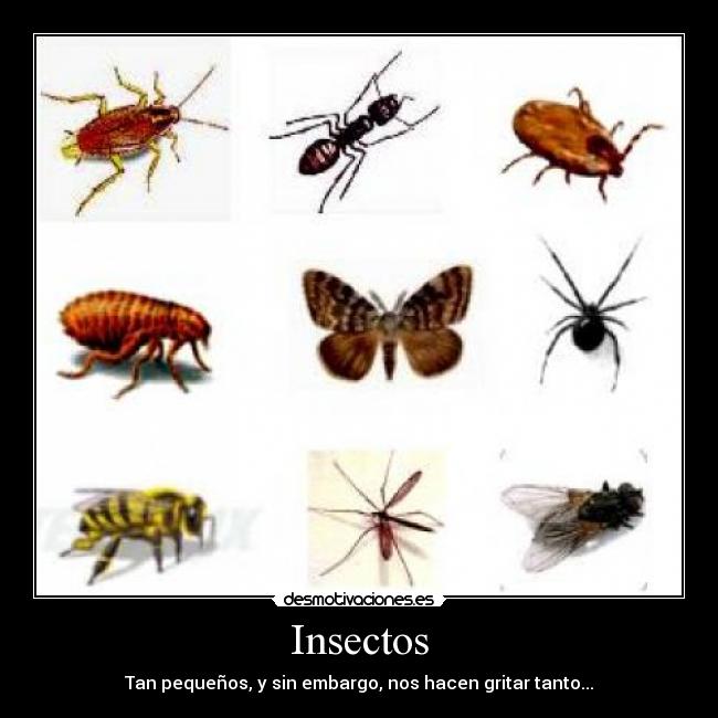 Insectos -