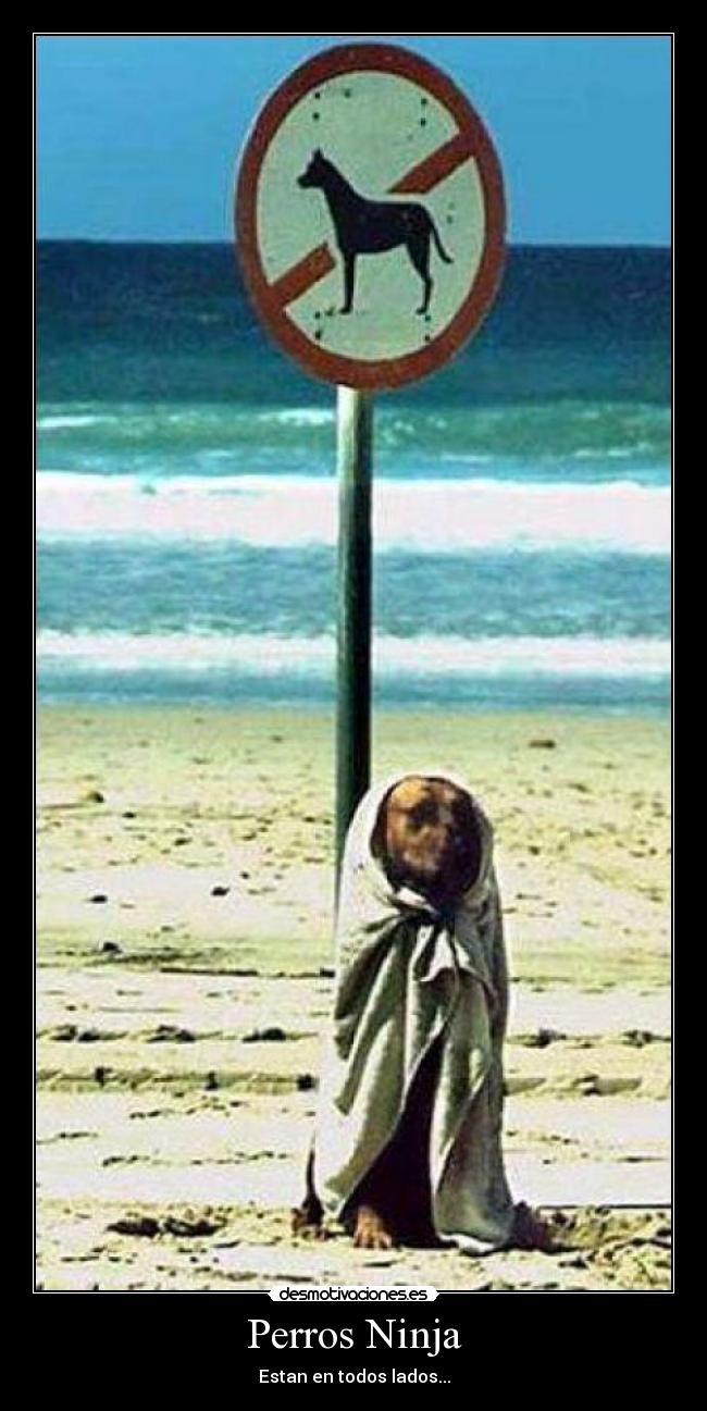 Perros Ninja - 