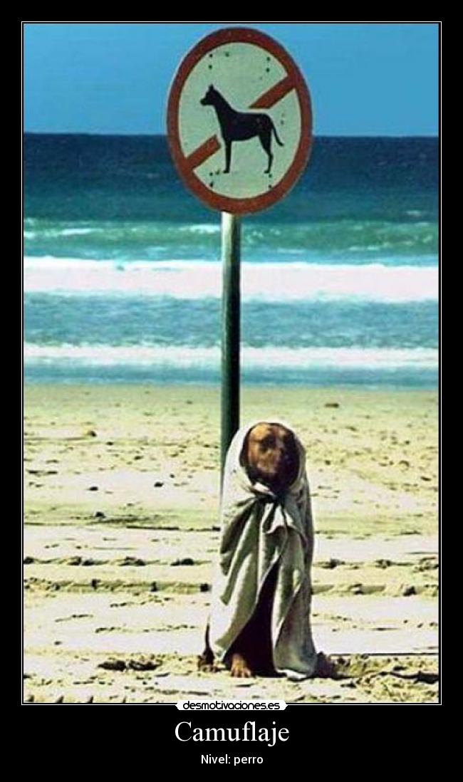 Camuflaje - Nivel: perro