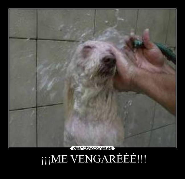 ¡¡¡ME VENGARÉÉÉ!!! -