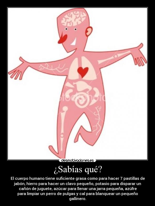 ¿Sabías qué? - El cuerpo humano tiene suficiente grasa como para hacer 7 pastillas de
jabón, hierro para hacer un clavo pequeño, potasio para disparar un
cañón de juguete, azúcar para llenar una jarra pequeña, azúfre
para limpiar un perro de pulgas y cal para blanquear un pequeño
gallinero.